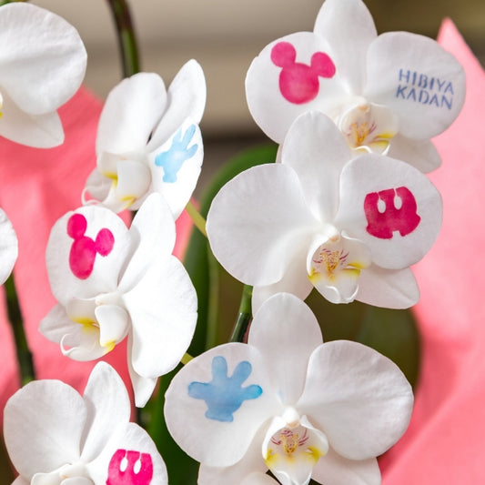 Disney Store - Disney Mittelgroße Orchidee "Make-up Orchidee (Mickey)" - Dekorative Pflanze